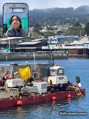 Alekhya Rajasekaran caught a beautiful moment when she saw seals come out of the water on her trip to Monterey, California.